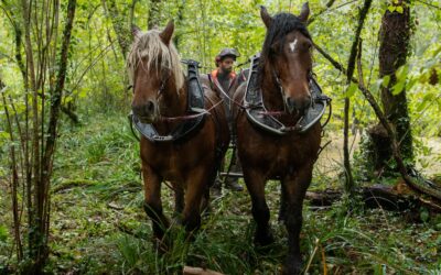 Débardage à cheval en zone naturelle sensible – commune de Mont